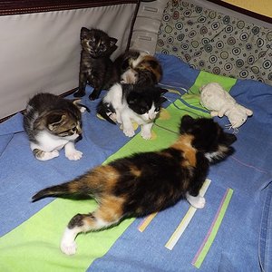 eine kleine Plüschratte hat meine Tochter ins Nest gelegt (weiss im Hintergrund)