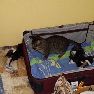 Die mama wird sehr nervös wenn ein kitten das Nest verlässt
