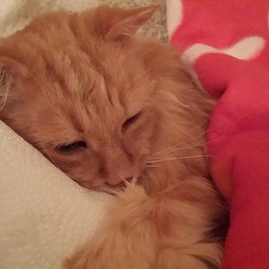 Letztes Foto , heute 06.03.2014 , mein Felix. Für immer in Liebe , deine Mama:*