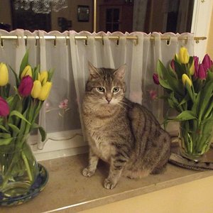 DSCF5199

geboren: 28.02.1999

bei meiner Familie eingezogen: 25.01.2000

Verstorben: 22.11.2013