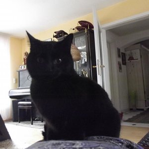 DSCF8983

bei meiner Familie eingezofen: 01.12.2013