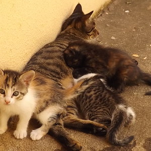 die Mama säugt sie noch, aber nur noch ab und zu