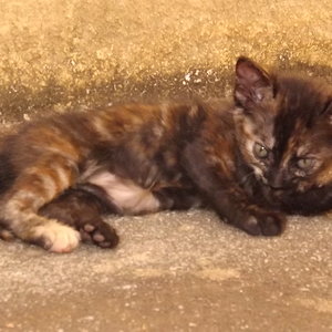 seltsame Farbe hat diese, weiss Jemand wie man sowas nennt?