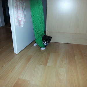 Er liebt Netze und Tüll