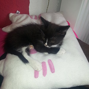 Mama's Kissen klauen