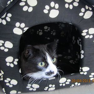 Kater Tom, der Tyrann (*2001)