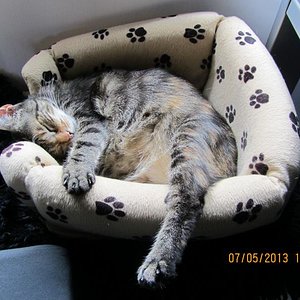 Cleo, Struvitkrank, alles im Griff(*2002)