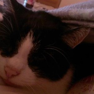 mit Dosie beim TV einschlafen, gibt doch nix besseres