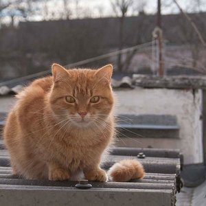 Whisky mein Schmusebär