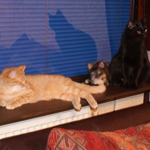 Whisky, Amy und Jolly, der jedoch voriges Jahr über die Regenbogenbrücke ging.