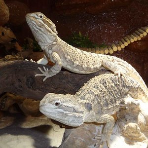 Meine beiden Zwergbartagamen