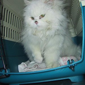 Isis, gerettete Perserkatze am Tag ihrer Ankunft