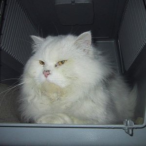 Ikarus, geretteter Perserkater am Tag ihrer Ankunft