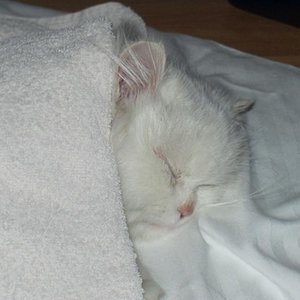 Ikarus nach der Kastration