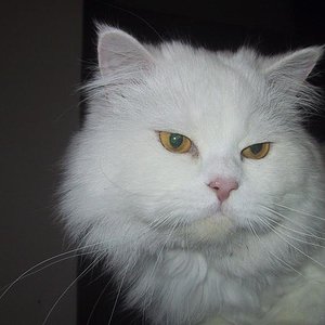 Ikarus 2 Monate nach seiner Ankunft bei uns