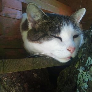 Katze im Vogelhaus 2