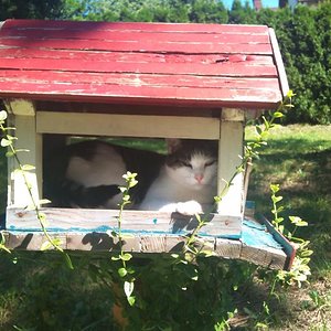 Und noch ne Katze im Vogelhäuschen~