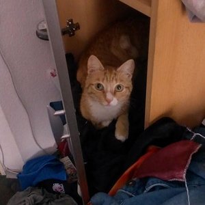 Unser Rabauke.. der mir meinen Kleiderschrank ausgeraeumt hat, um sich dann ganz bequem zum schlafen reingelegt hat :D