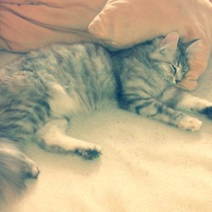 Beim ankommen war unsere Kitty doch sehr muede..