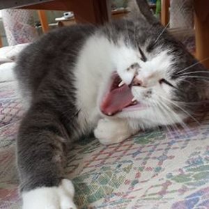 1795592 3890956928754 218182061 n