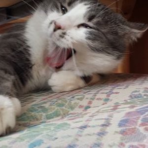 1798640 3890955928729 602563936 n