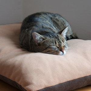 Gisela liebt ihr neues Kissen. Wir haben das bei pet-interiors.de gekauft. Es hat eine tolle Qualität, das hält ihr Leben lang. Vor allem weil man die Bezüge zur Not nachkaufen kann. In der Anschaffung kein Schnäppchen, aber in der Summe wird es sich rechnen.