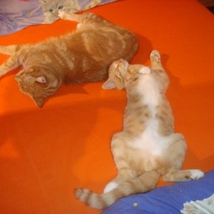 Curry 18 Wochen und Devil