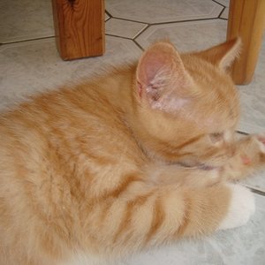 Curry 10,5 Wochen (3)