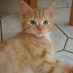 Curry 10,5 Wochen (2)