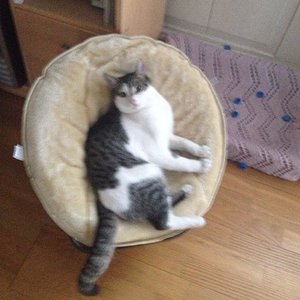 Zwerg beim chillen November 2013