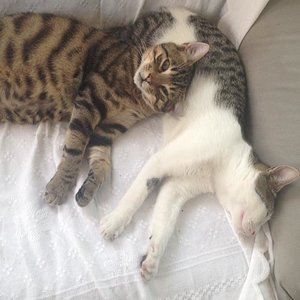 Zauberzwerglein und Sami