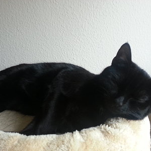 Schlaf Kuro, schlaf...