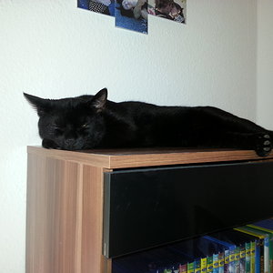 Ein seltsamer Platz zum Schlafen...