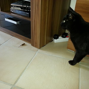 Die allererste Beute... 
Klein, aber fein ;)