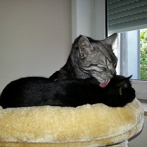 Silver putzt Kuro <3