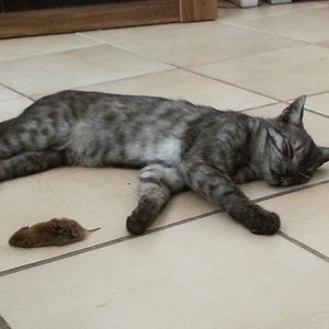 Die erste Beute... da fragt man sich doch, wer wen erbeutet hat.