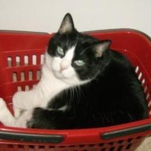 Maja (2003, gest. 2011)