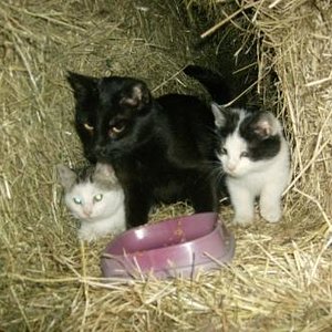 Timmi (2009), Paulchen (2009, gest. 2011) und Mami (???)