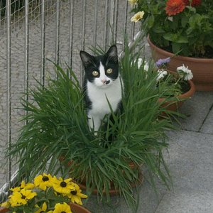 Komische Pflanze Toni