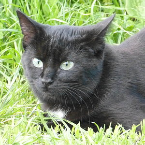 Ronja, mein Schatz am 2.8.14 über die Regenbogenbrücke gegangen,