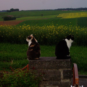 Ellie und Frida, 
wir dachten wir leben im Paradies....