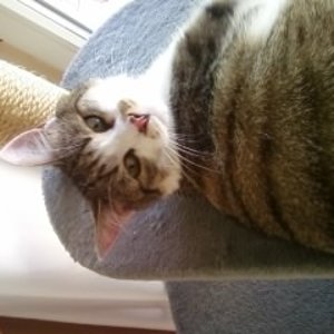 Cosmo (verschwunden am 24.05.2014)