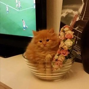 received m mid 1402610267440 da3bc28458d2c5be38 3