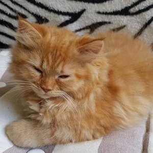 received m mid 1405601728713 e7318cb9fdf5a1ed65 0