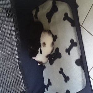 Voll süß die kuscheln immer so