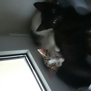 Voll süß die kuscheln immer so