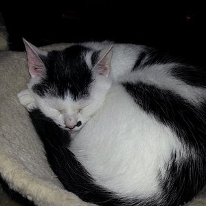 Mein kleiner Charlie <3