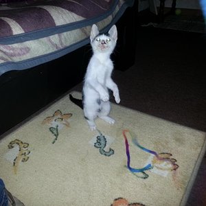 Du warst damals so abgemagert... hattest Pilz.. Schnupfen... warst ein richtig bemitleidenswerter Kater.. :-(