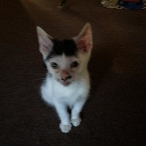 Wir sind soooo froh dich zu haben kleiner Kampfkater du :-D