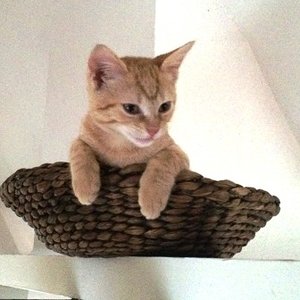 Alles im Blick. PaulchenPanther in seinem Ausguck.